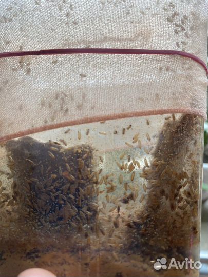 Мушка дрозофила