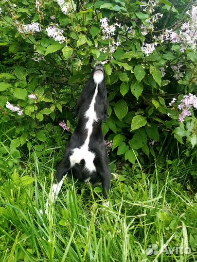 Маленькая Ласточка в дар