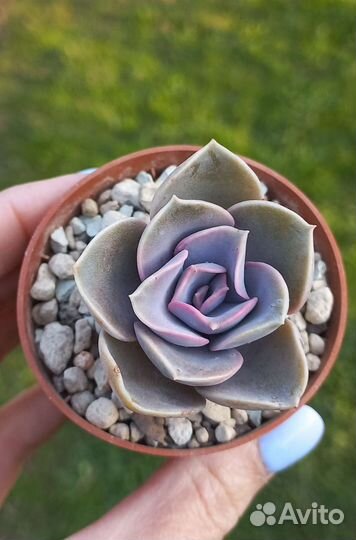 Суккуленты по всей РФ (часть2) - Эхеверии