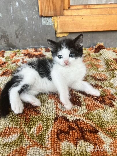 Отдам котят, мальчик и девочка. К лотку приучены