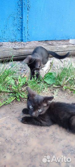 Котята в добрые руки бесплатно