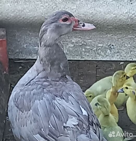 Мускусные утки лаванда