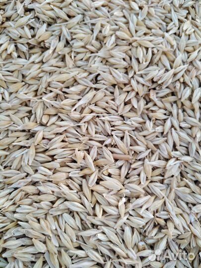 Зерно ячмень