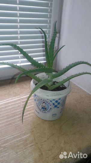 Алоэ лечебный