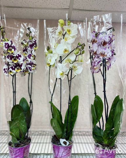 Орхидеи на 2 цветоноса