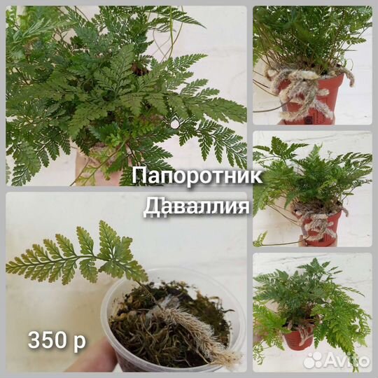Комнатные цветы