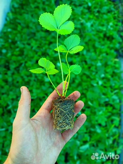 Рассада клубники (Саженцы клубники)