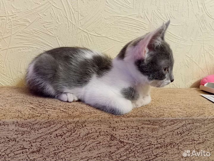 Милая кошечка