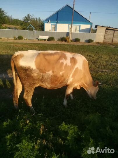 Корова дойная