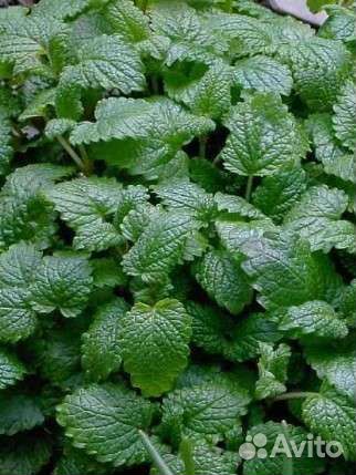 Пряные и декоративные растения