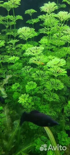 Аквариумные растения