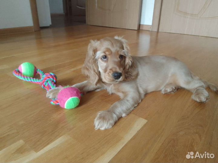 Щенок Английский кокер спаниель