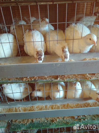 Перепел несушки