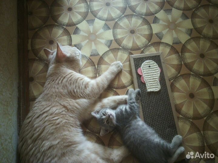 Кот для вязки