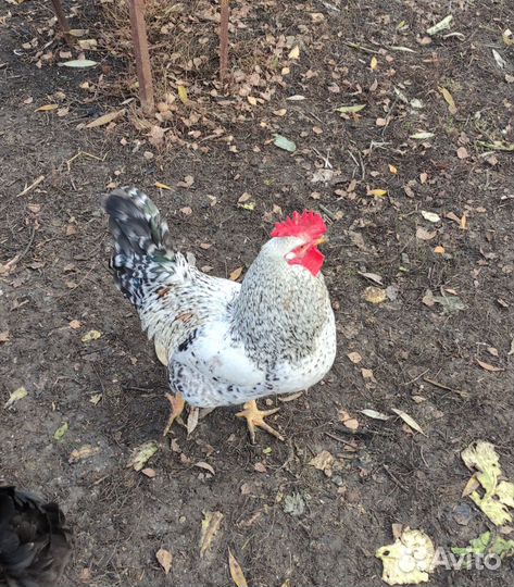 Молодые петухи