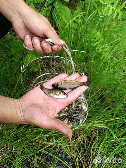Живец карась для рыбалки и зарыбления водоемов