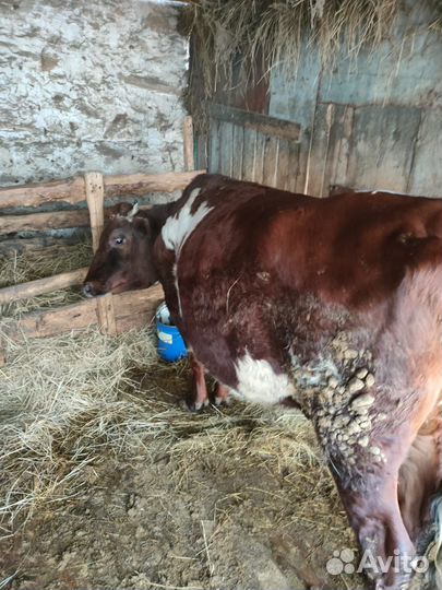 Тёлка крс на мясо или молоко