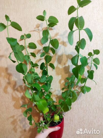 Комнатная мята