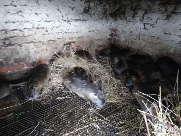 Продам нутрий