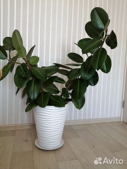 Фикус каучуконосный