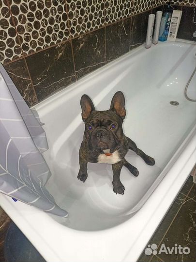 Вязка французский бульдог