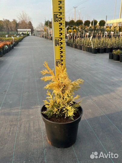 Купрессоципарис Голд Раидер