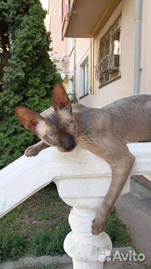 Сфинкс велюр жених