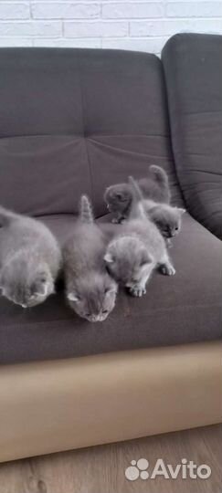 Британские котята