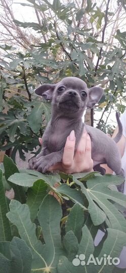 Щенки чихуахуа