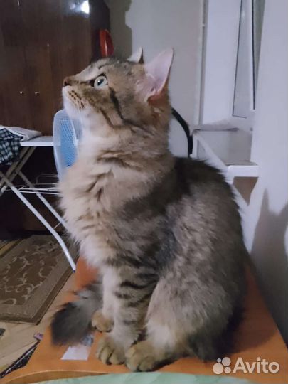 Кот Леопольд. 10 месяцев