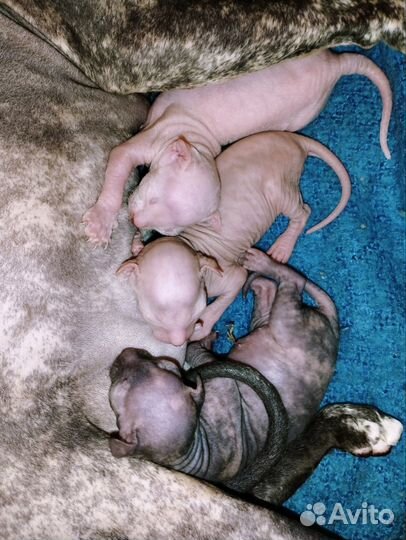 Канадский сфинкс