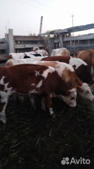 Бычки и быки