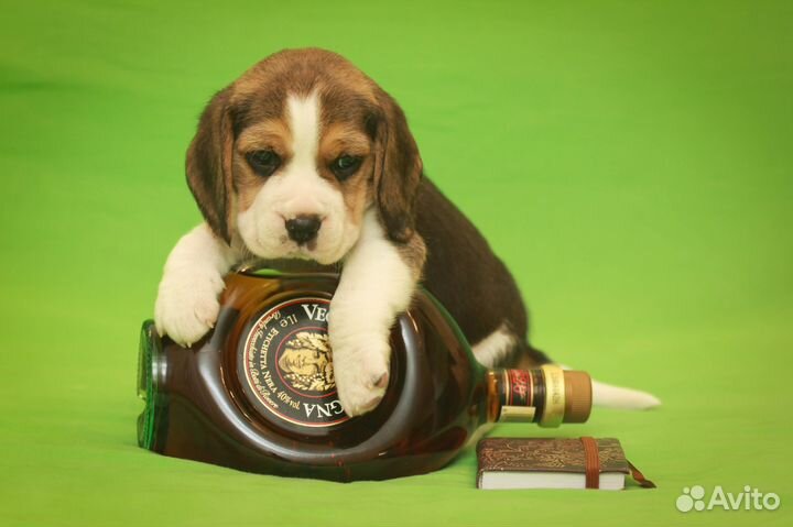 Щенок бигля