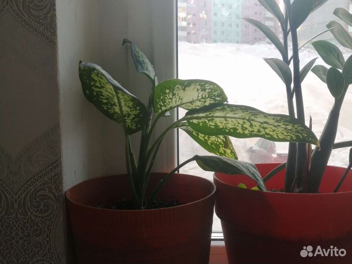 Комнатные цветы