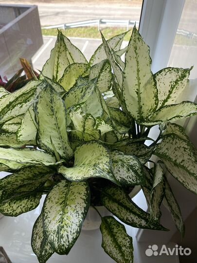 Комнатные растения