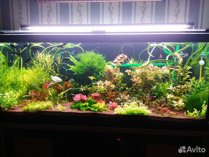 Аквариумные растения