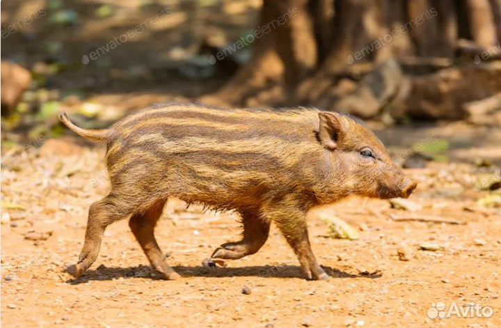 Дикие кабаны
