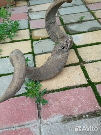 Рога горного козла