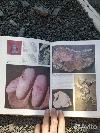 Мир эволюции 1985 яблоков