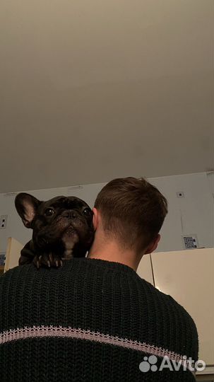 Вязка французский бульдог мальчик