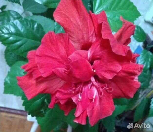 Гибискус, черенки с корнями