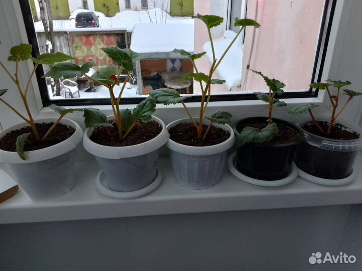 Комнатные цветы