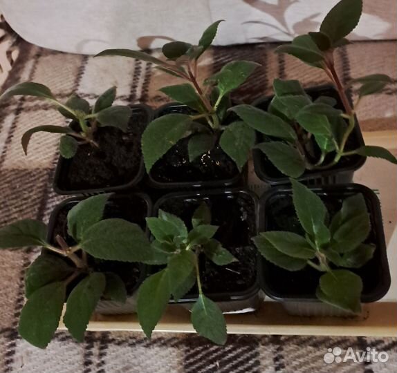 Комнатные растения