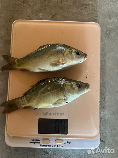 Продается малек карпа