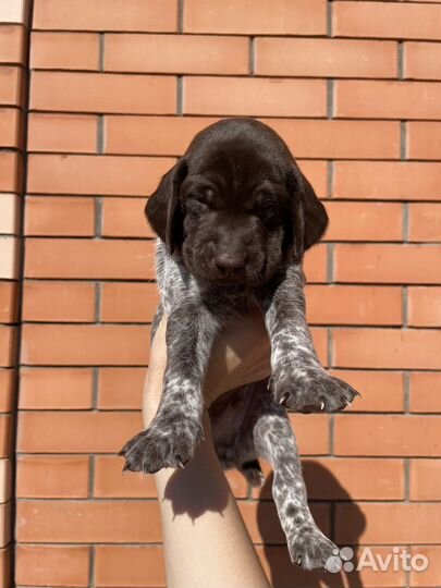 Щенки курцхаара