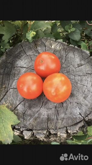 Семена томатов Гномов