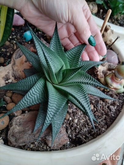 Суккуленты и кактусы коллекционные