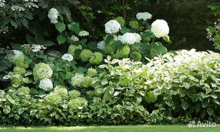 Сныть пестролистная многолетняя