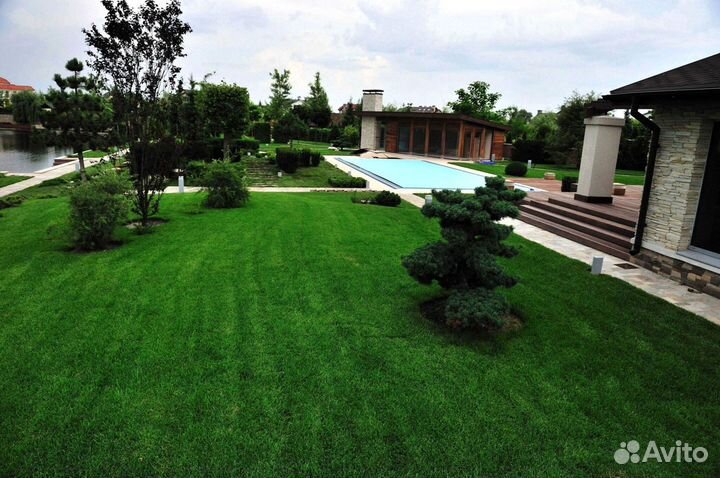 Газонная трава