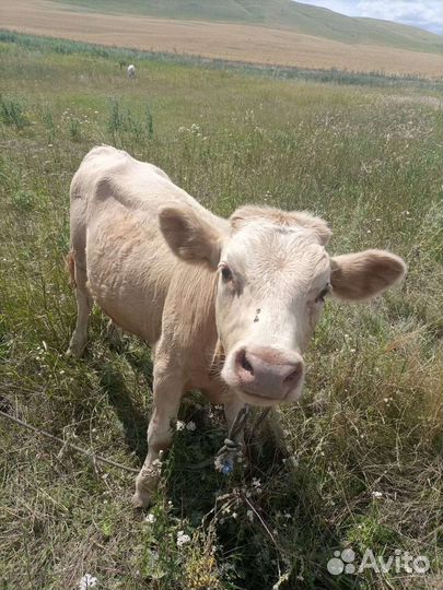 Келенок 6 мес